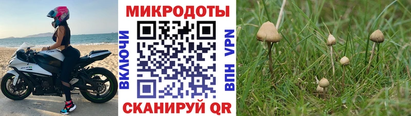 Галлюциногенные грибы Psilocybine cubensis  Новая Ляля 